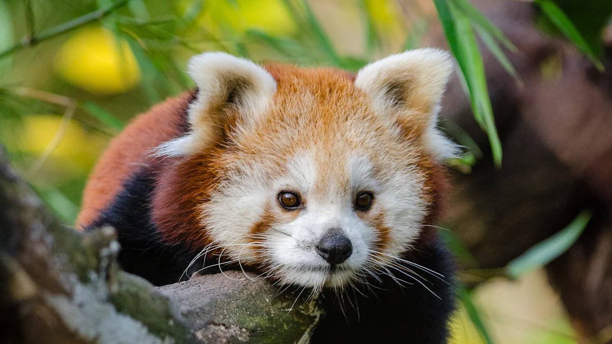 Top 10 Red Panda Toy Picks for 2025