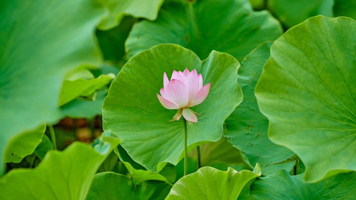 Lotus Callus Culture Extract Benefits Explained