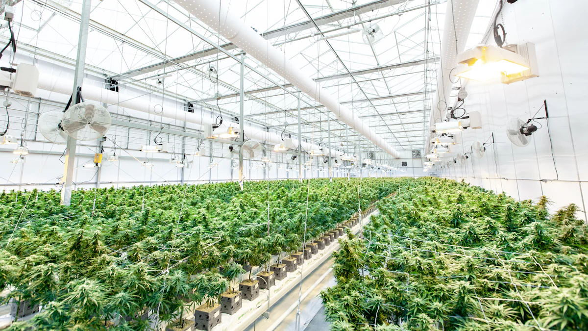 如何优化商业温室照明以提高产量