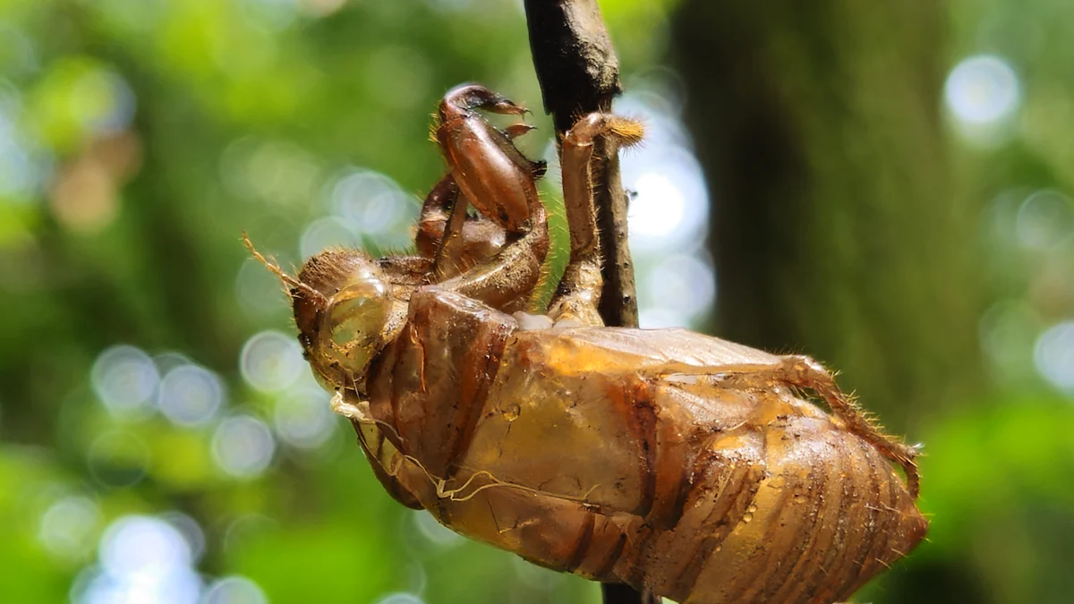 What Are the Nutritional Benefits of Dried Mealworms