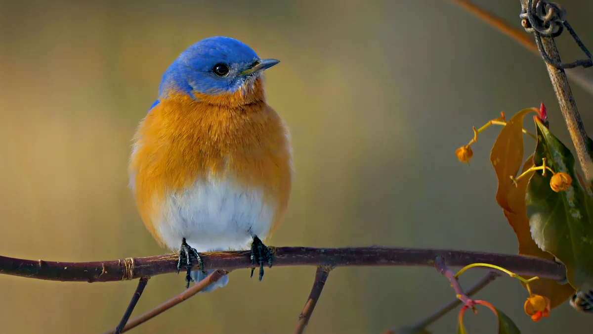 Nutritional Benefits of Dried Mealworms Bird Food