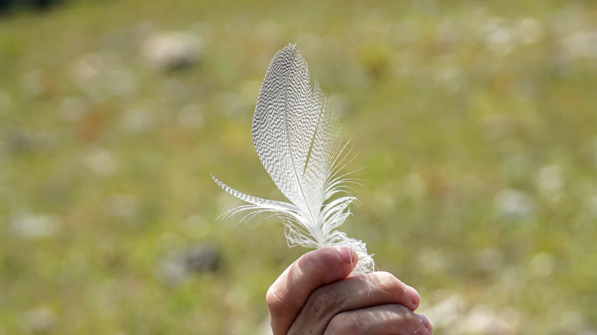 Understanding Dirty Bird Feathers