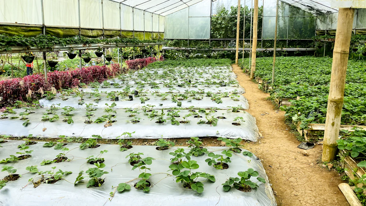 Що можна вирощувати за допомогою гідропоніки?