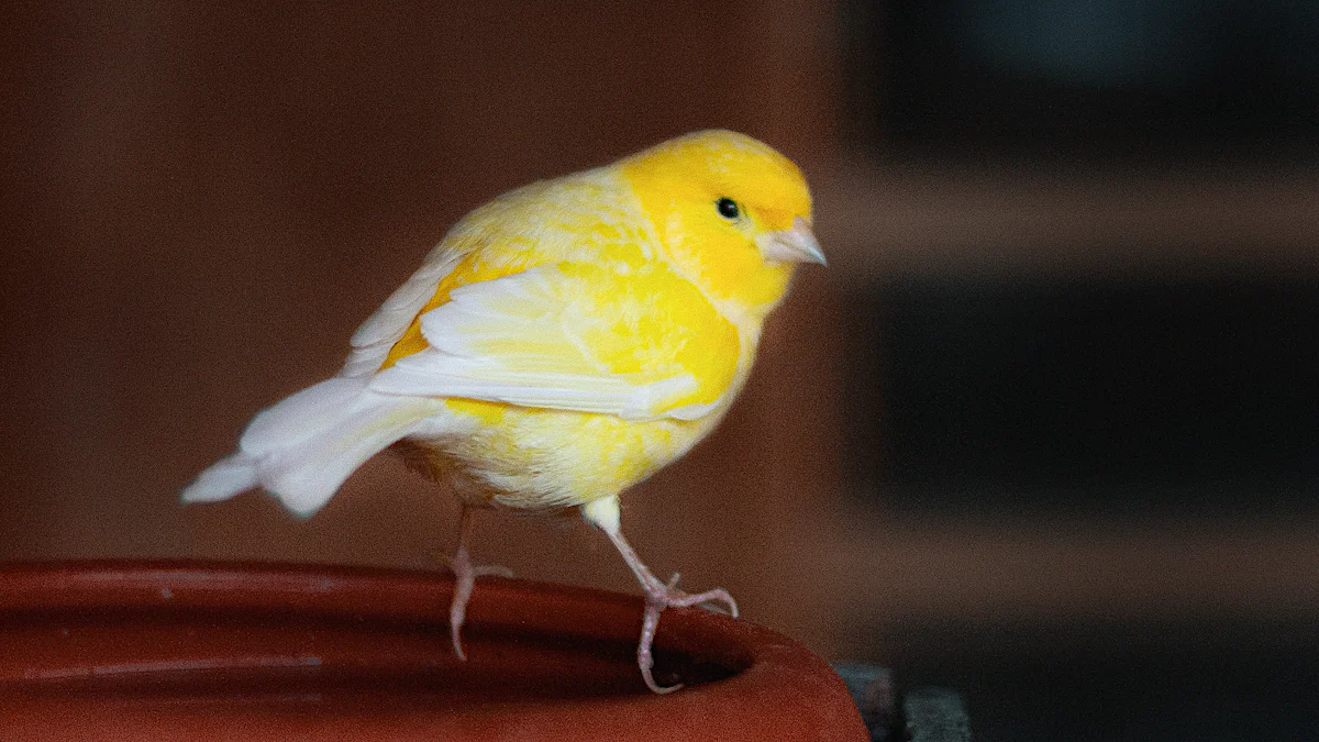 How to Encourage Your Canary to Eat Dried Mealworms