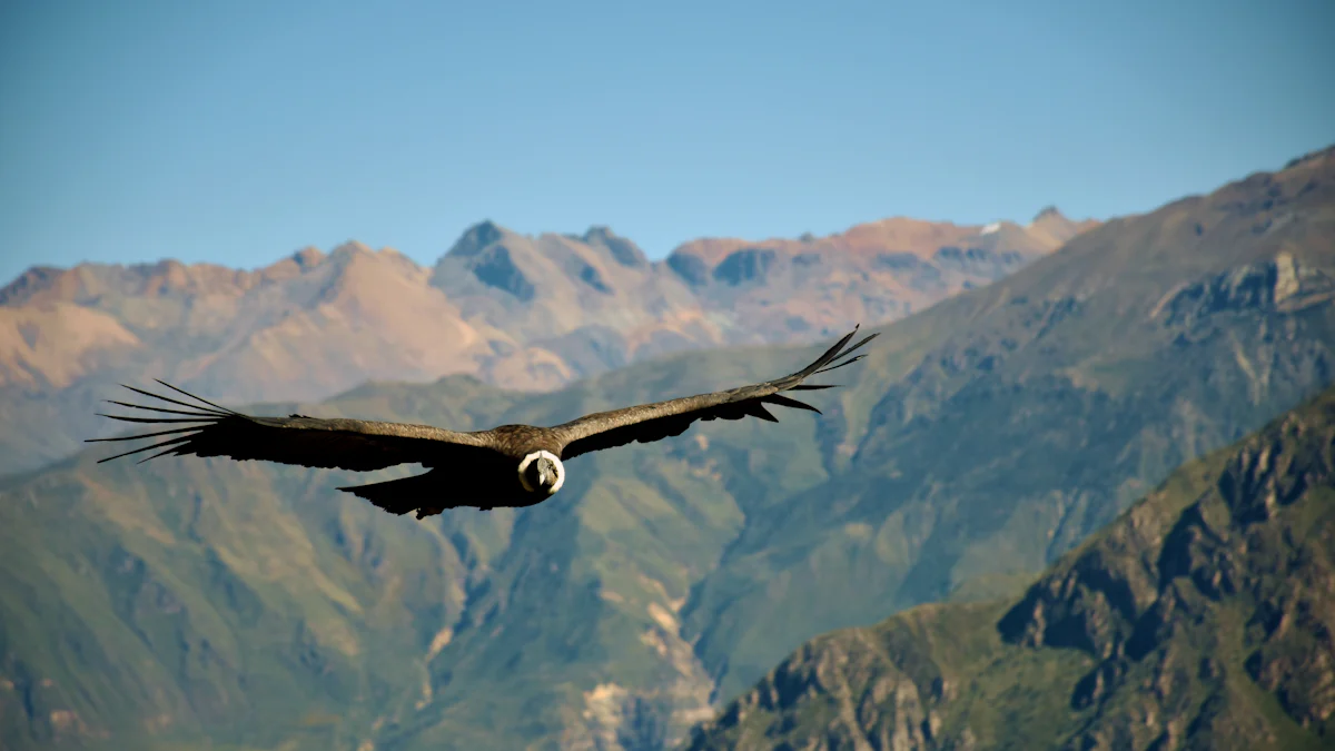 Andean Condor