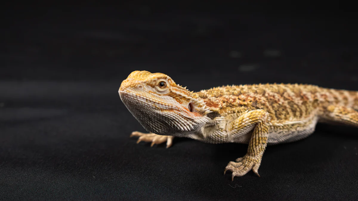 Are Freeze Dried Crickets Good for Bearded Dragons?