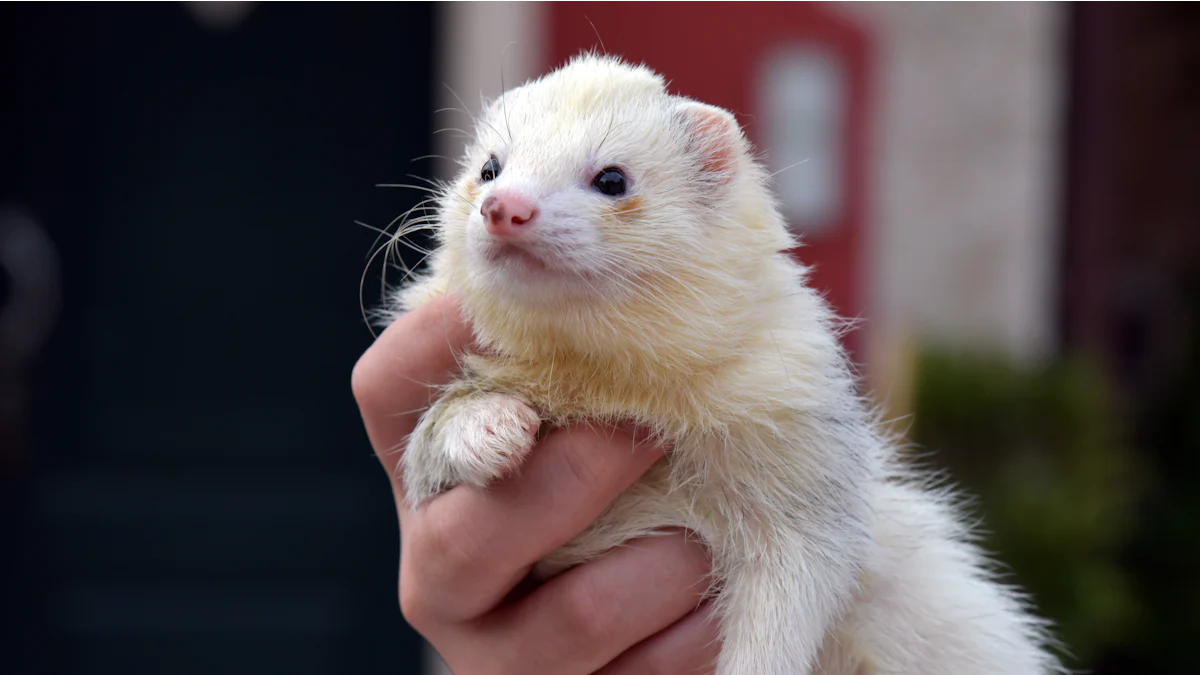 How Ferrets Can Safely Eat Mealworms