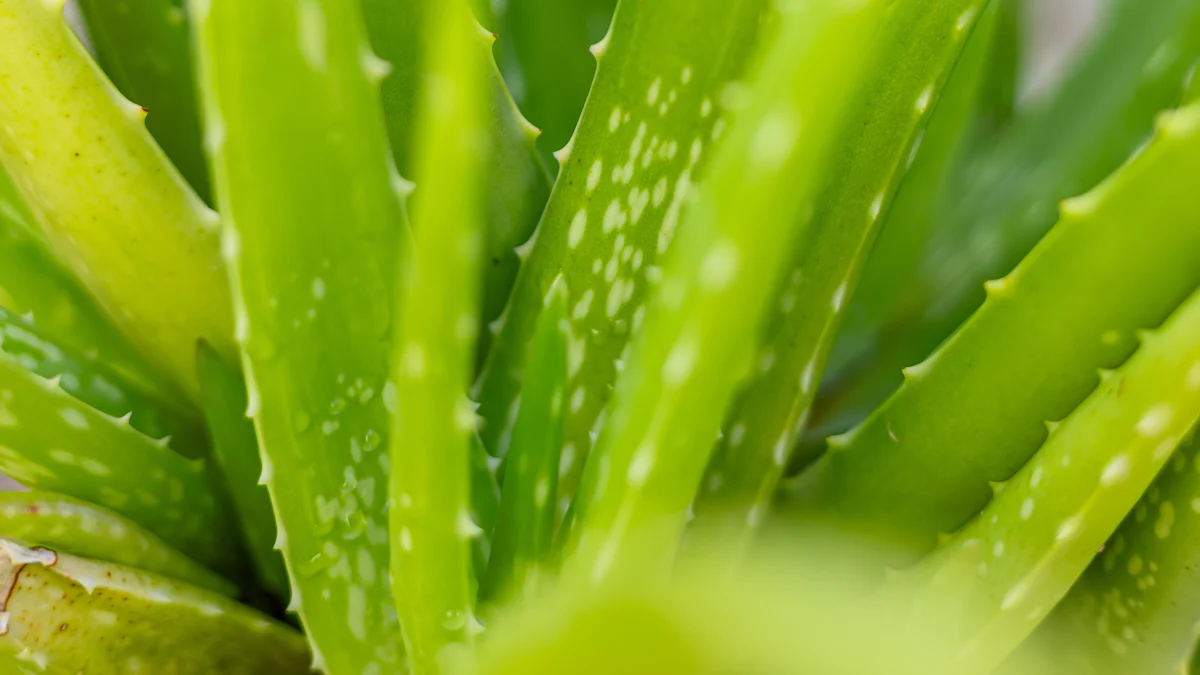 Key Benefits of Aloe Vera Extract for Skin