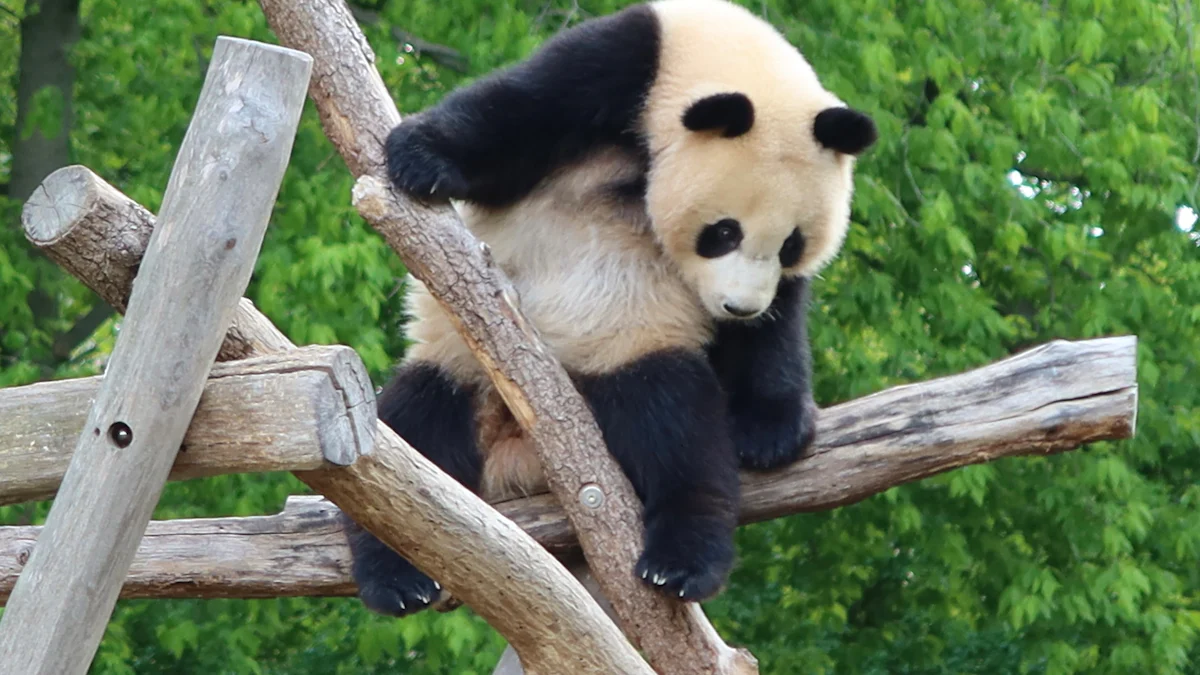 Baby Pandas Are Surprisingly Small