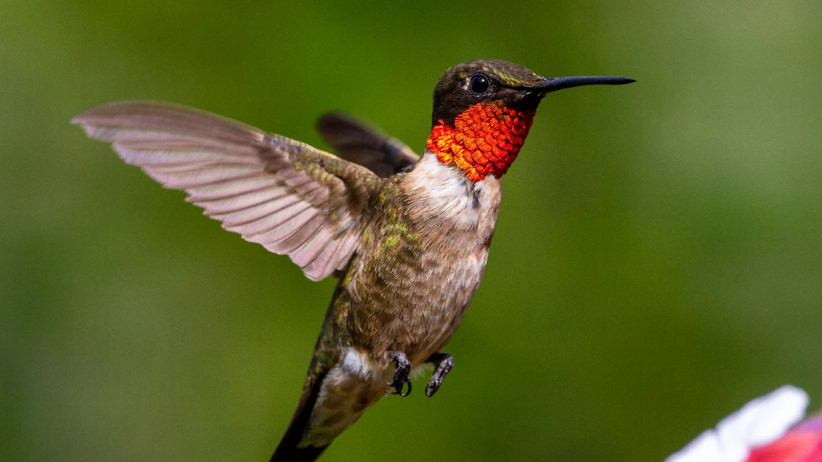 Ruby-throated Hummingbird