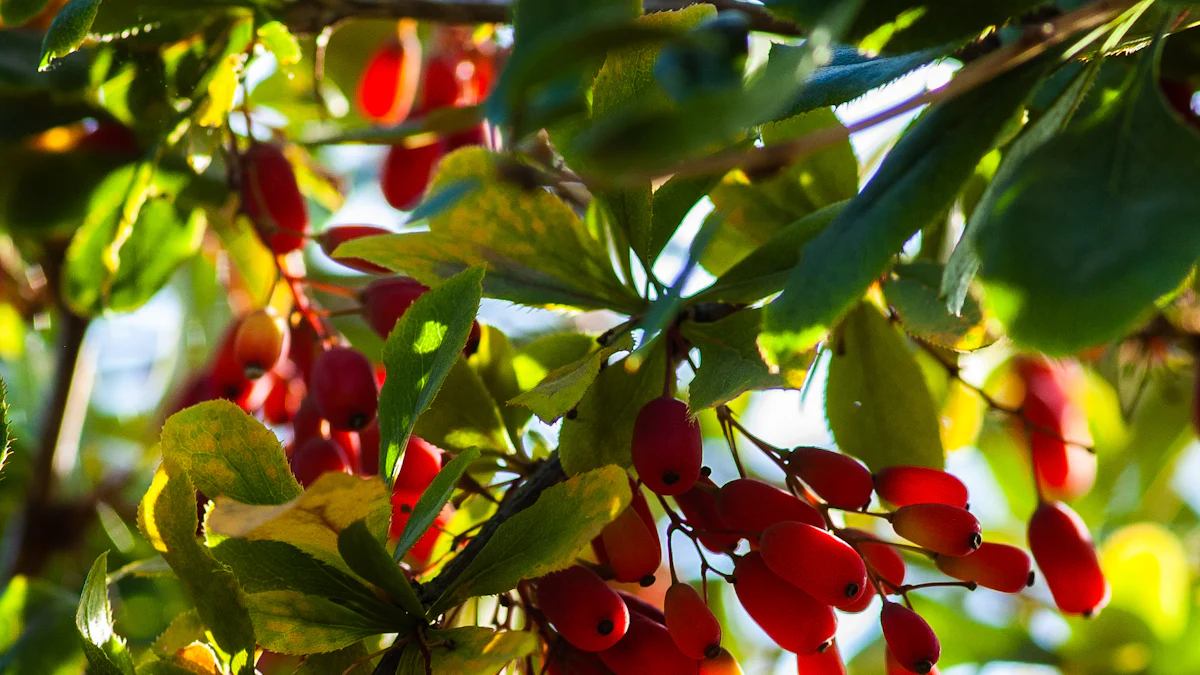 Why Berberis Berberine is Essential for Your Health: Top Benefits