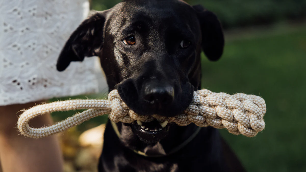 Rope Toy Safety