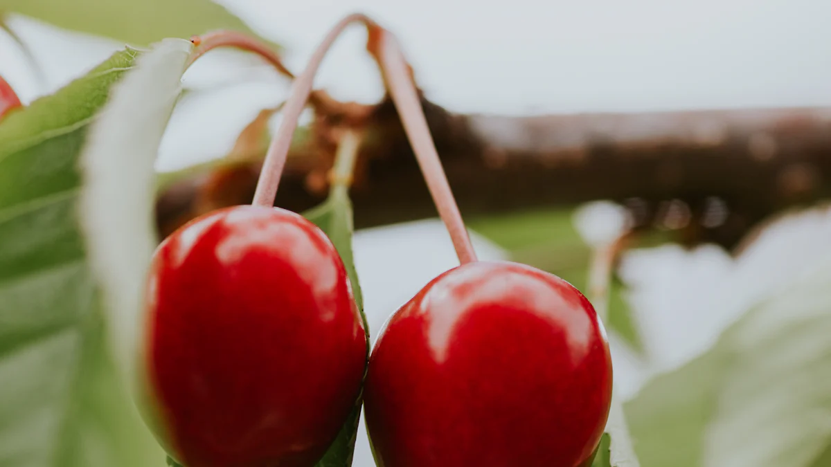 Chilling Success: Cherry Cold Storage in Global Exports