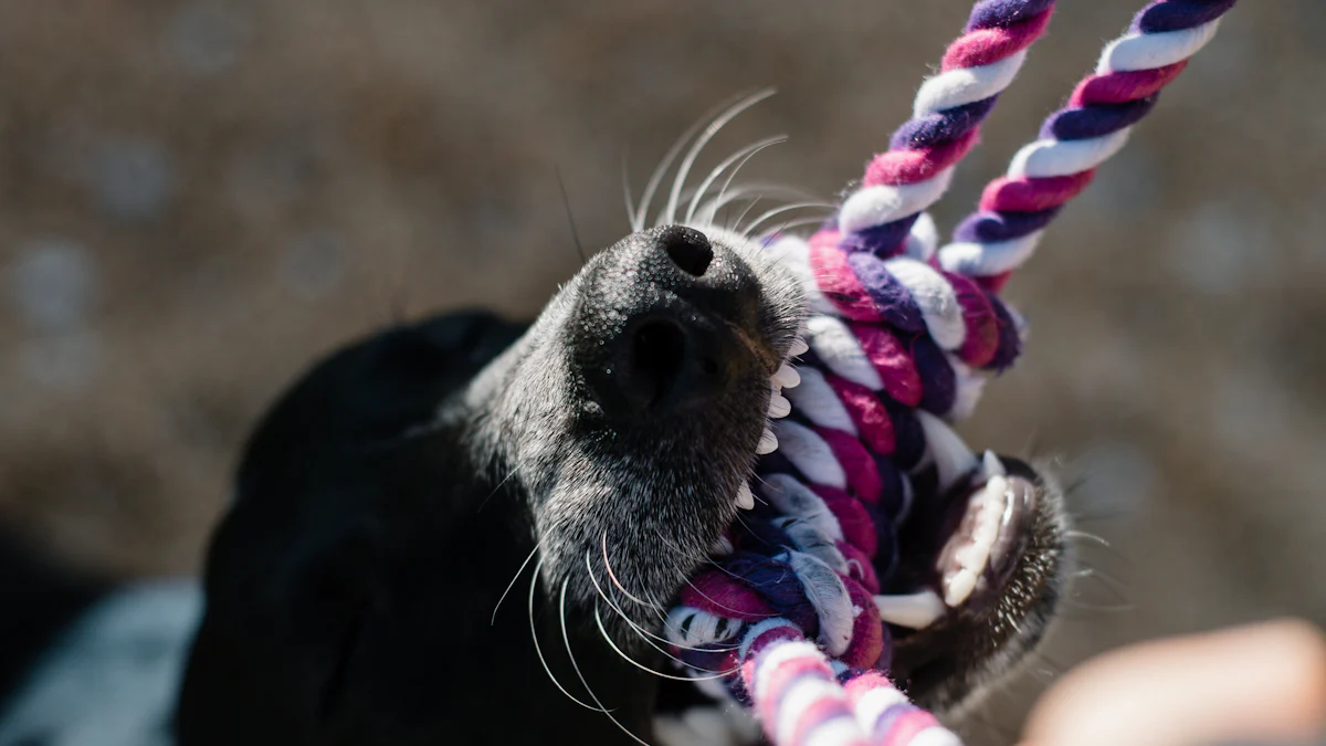 Waarom uw hond een speelgoedtouw met bal nodig heeft