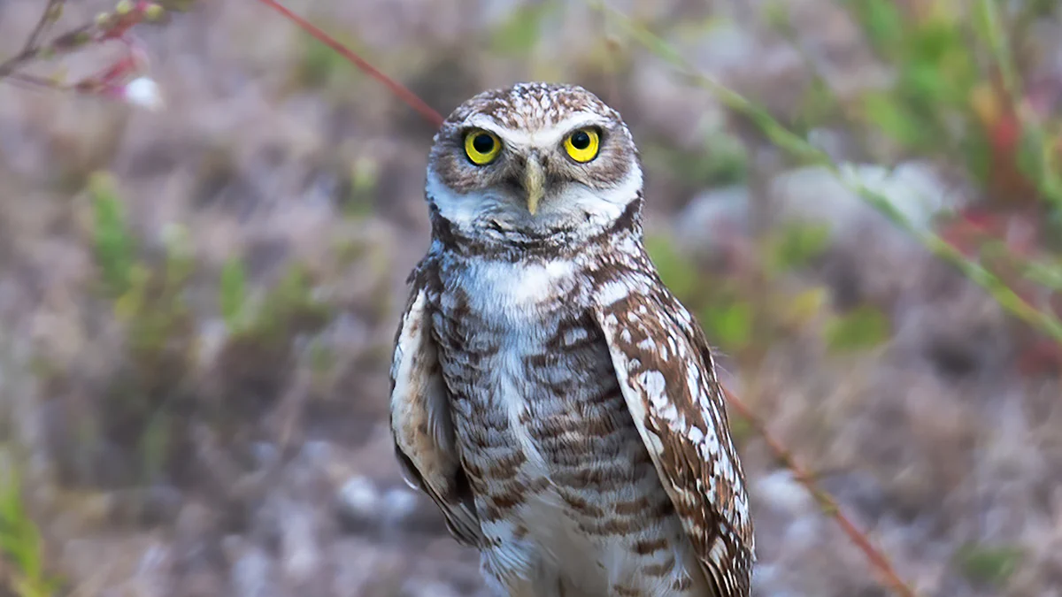 Birds Known to Mimic Owl Calls