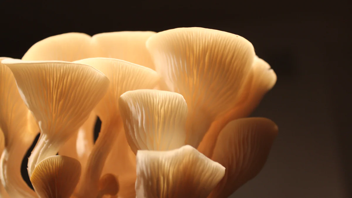 Tariede King Oyster Mushrooms