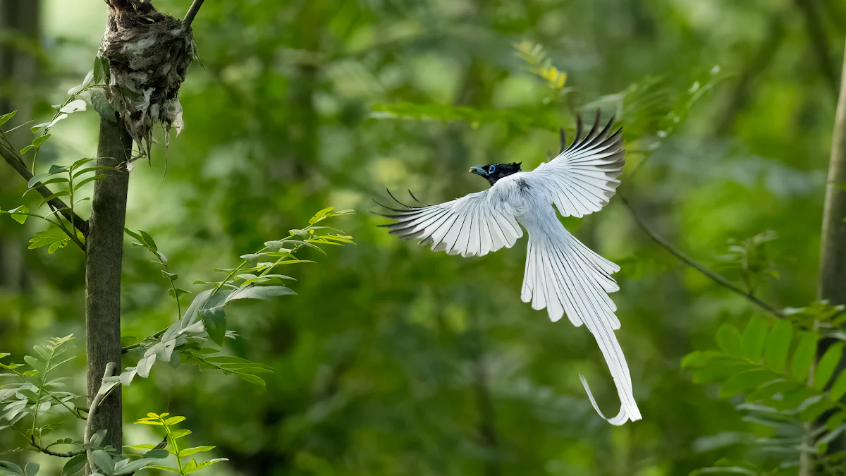 Variations in Wing Folding Among Bird Species