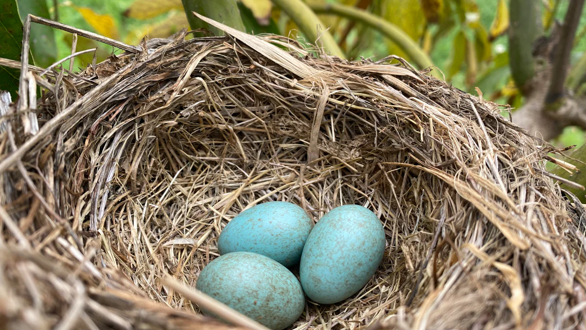 DIY Feeder Options for Feeding Bluebirds Dried Mealworms