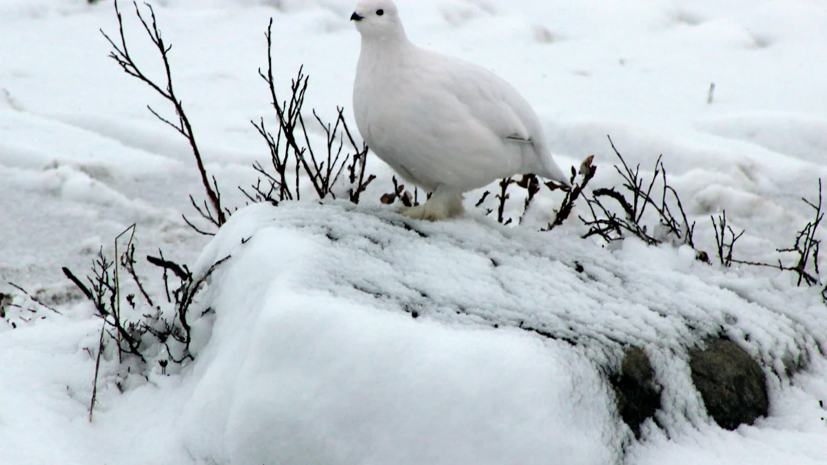 Habitat and Distribution