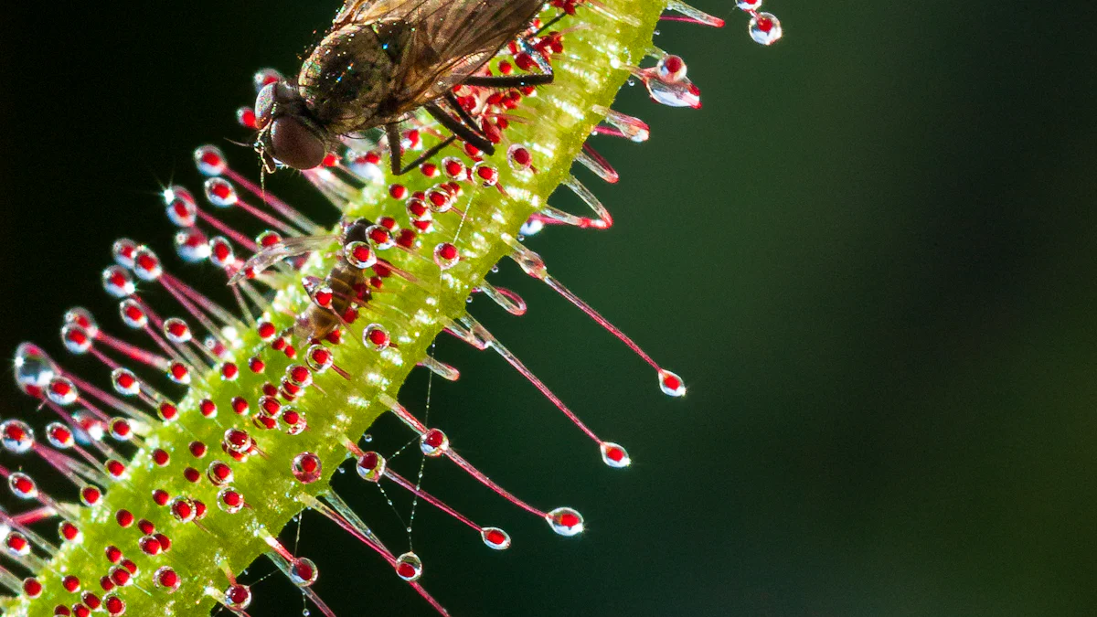 Feeding Venus Fly Trap Dried Mealworms: Preparation and Techniques