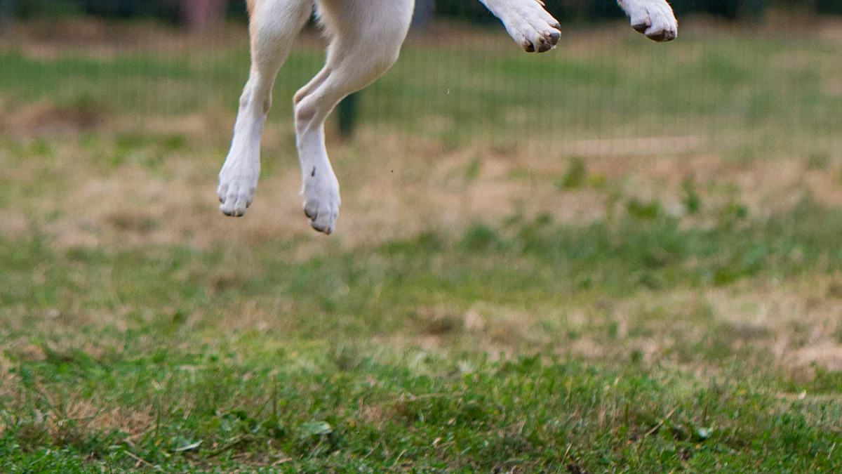 Sporting Breeds