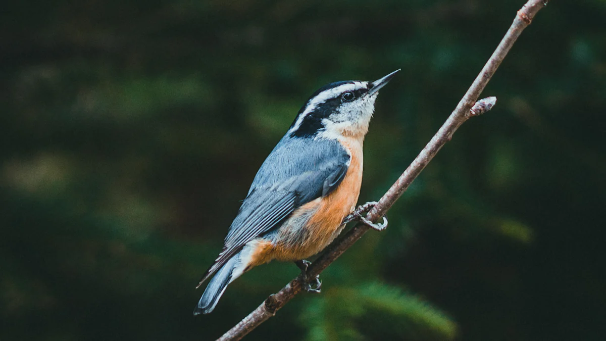 White-breasted Nuthatch vs Red-breasted Nuthatch