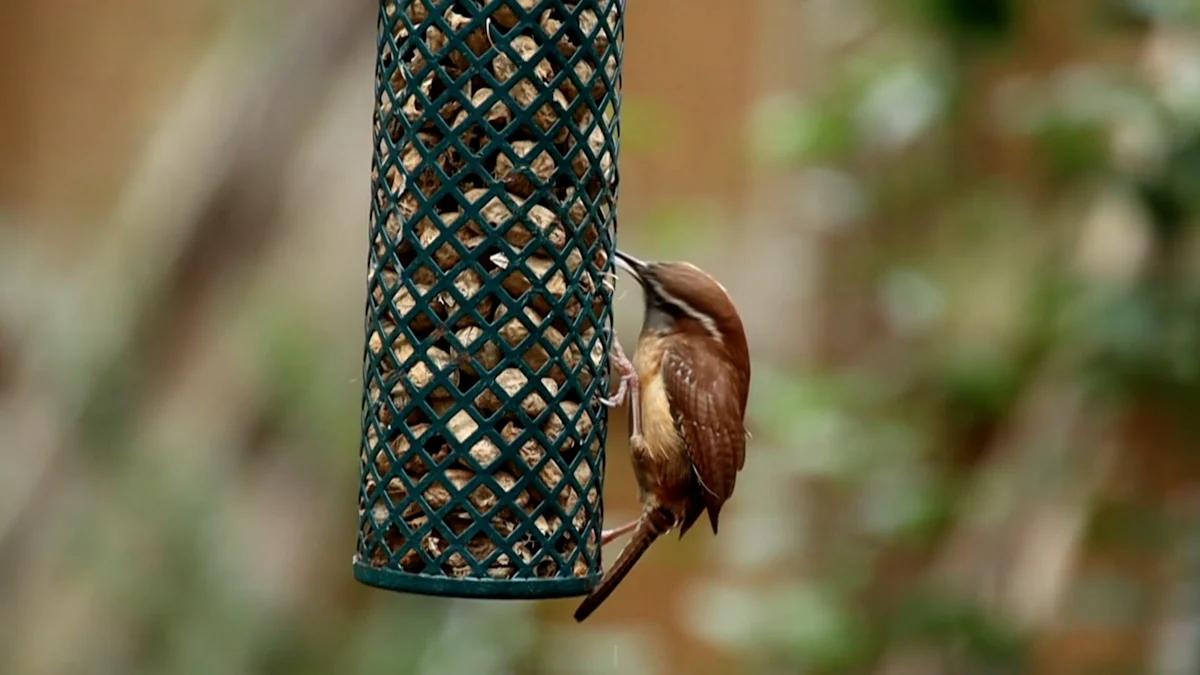 Nutritional Benefits of Birds Dried Mealworms