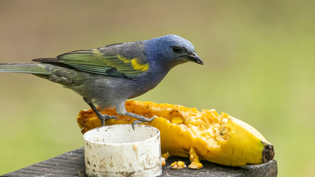 Comparing Dried and Live Mealworms for Bluebird Feeding