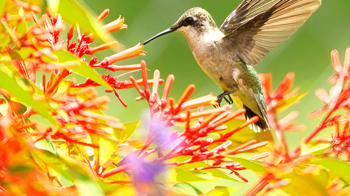 Feeding Birds in Your Backyard: A Beginner's Guide