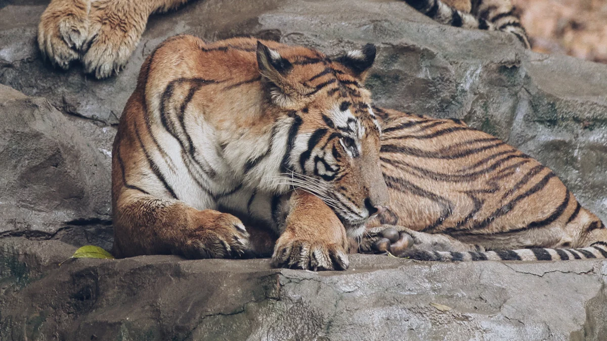 Bird Flu Outbreak Claims Lives of 20 Big Cats in Washington Sanctuary