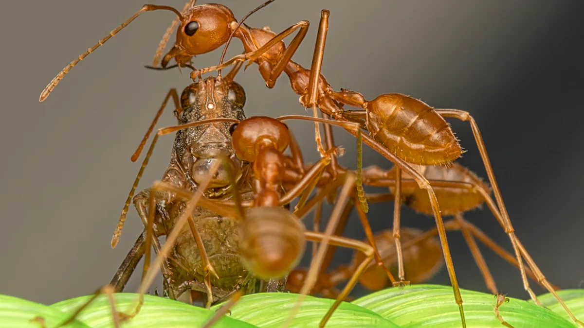 Steps to Properly Label Insect Food Products