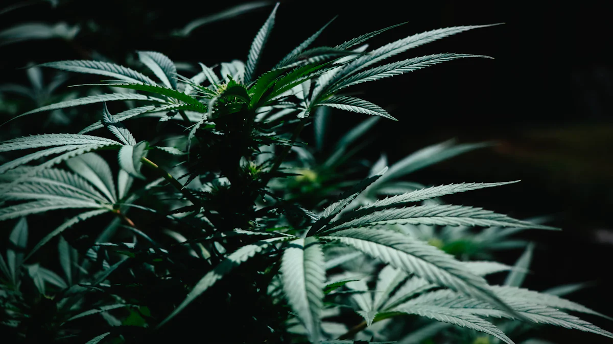 水培植物生长灯评测：十大植物生长灯对比表