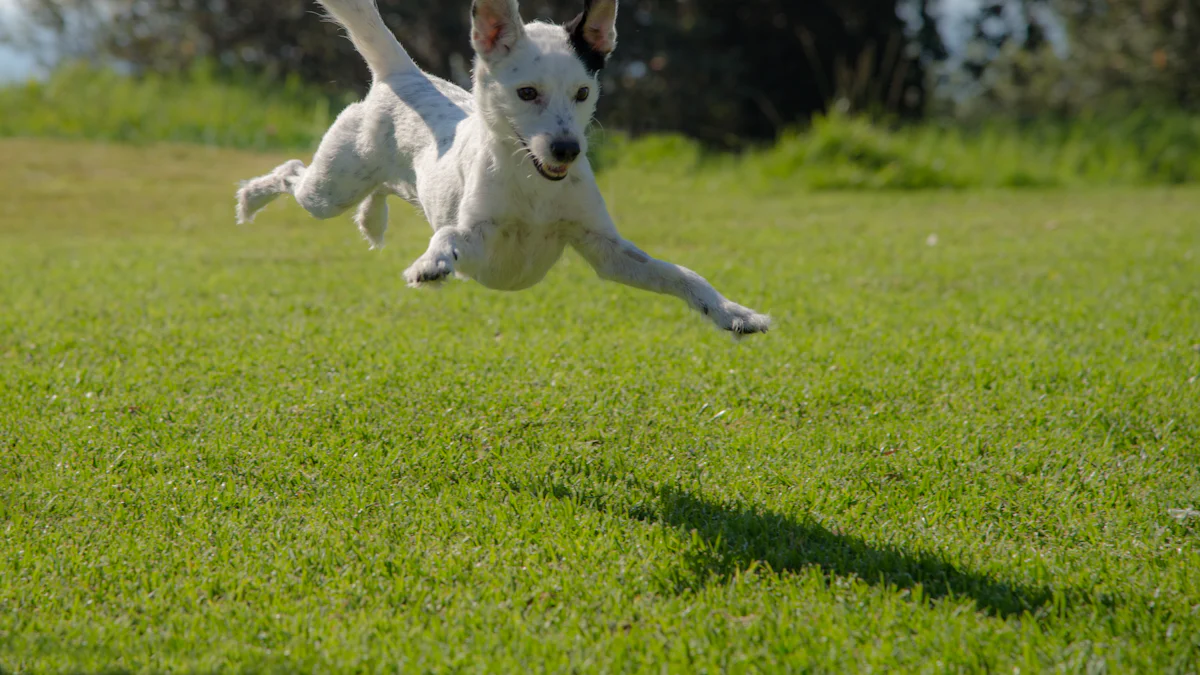 Mere Fun: Ti o dara ju Dog Foot Toy iyan