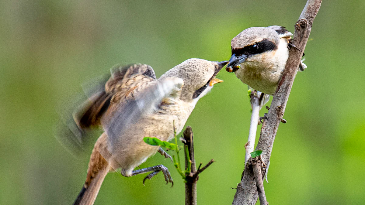 Attracting a Variety of Birds