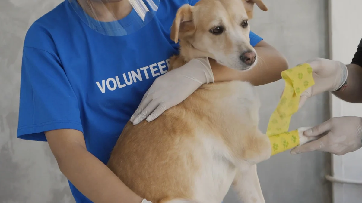 Physiological Effects of Puppy Interaction