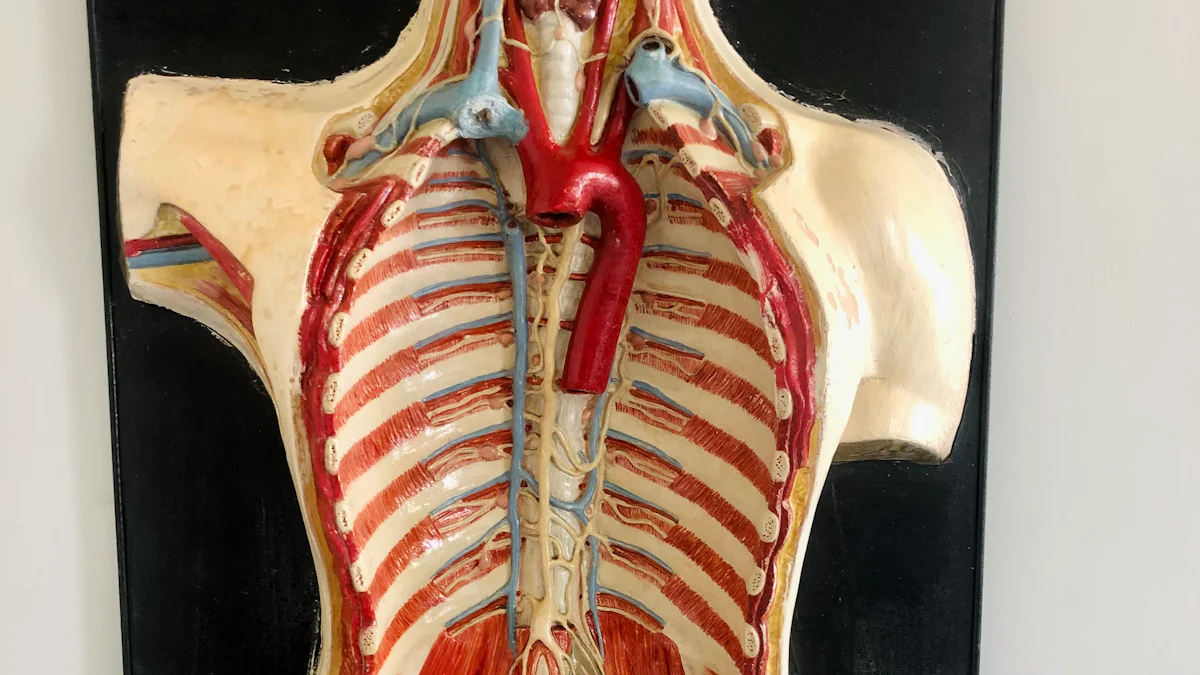 Historical Context of Theatrum Anatomicum