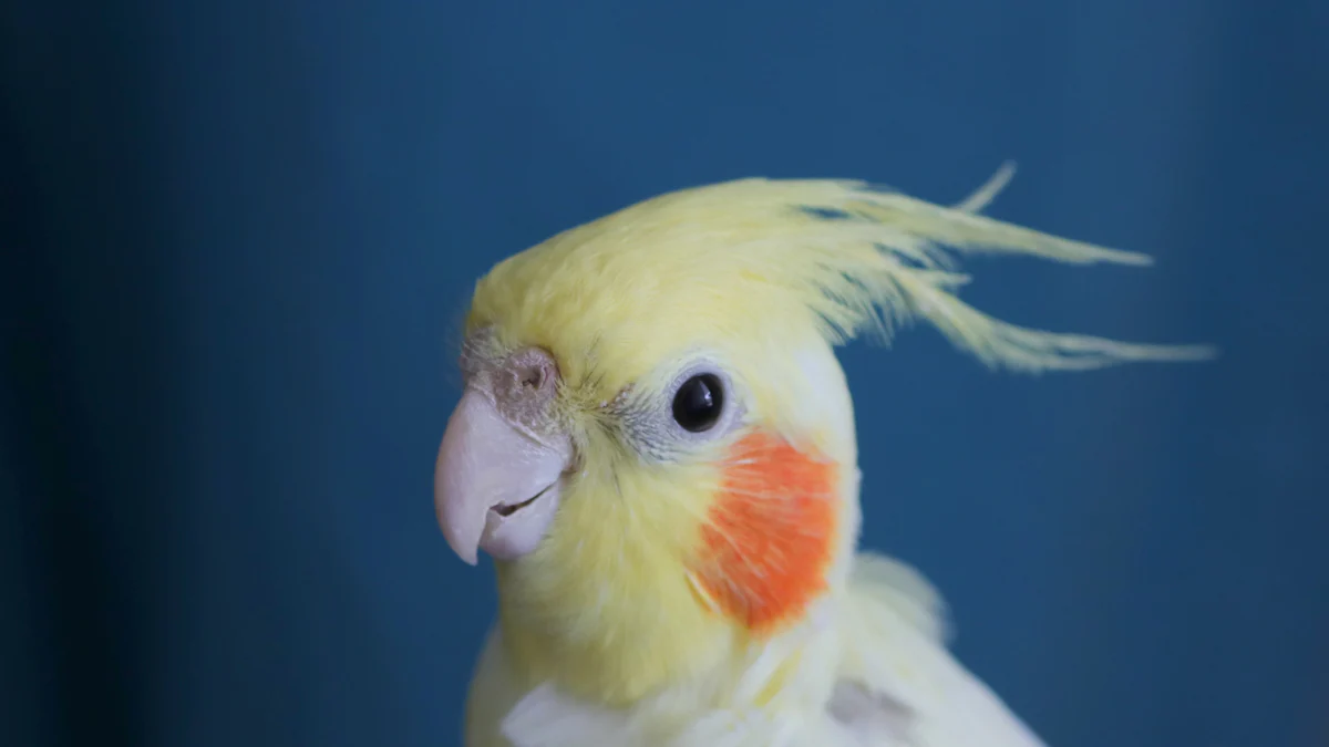 Nutritional Benefits of Cockatiels Dried Mealworms