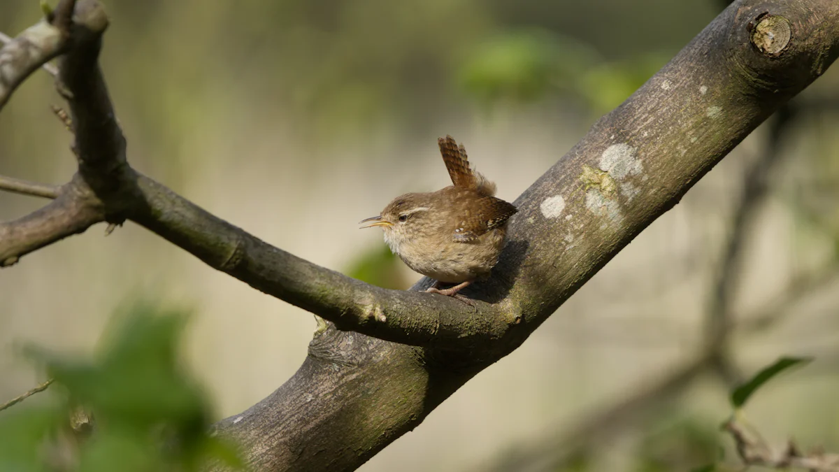 Do Wrens Eat Mealworms and Why They Love Them