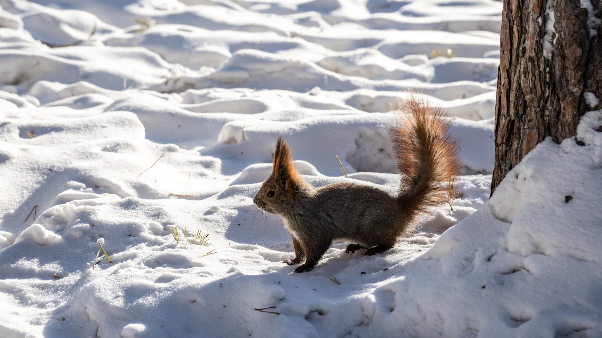 What Do Squirrels Eat in Winter