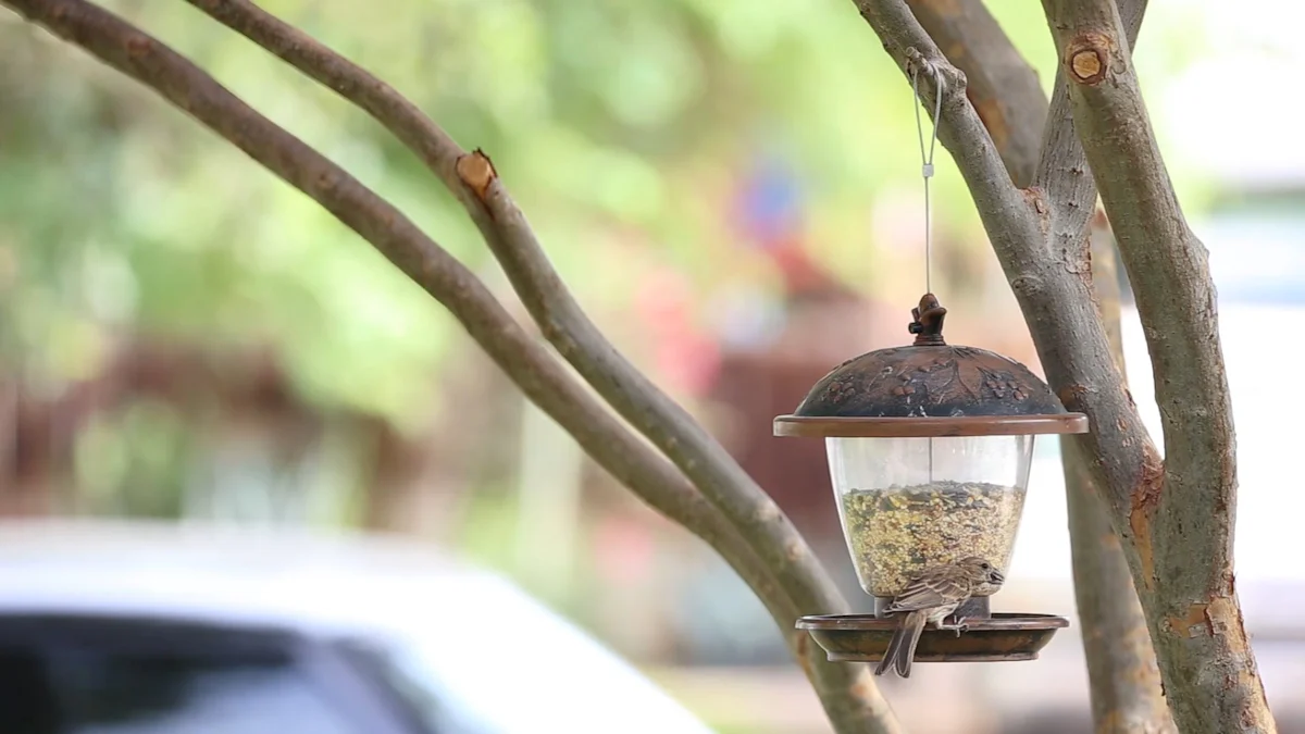 Practical Tips for Feeding Mealworm For Garden Bird