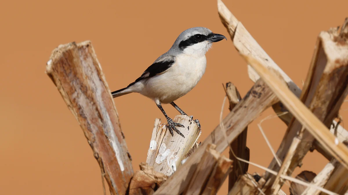 Health Benefits of Bulk Mealworms Dried for Animals