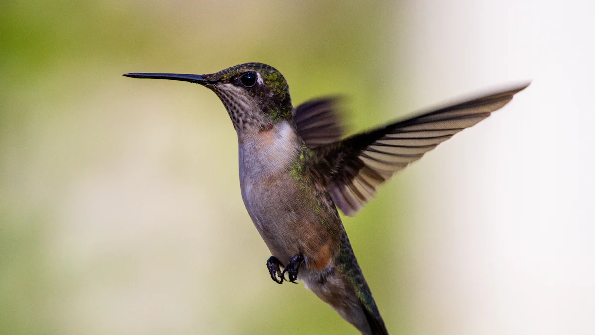 Discover the Bird That Flies Backwards