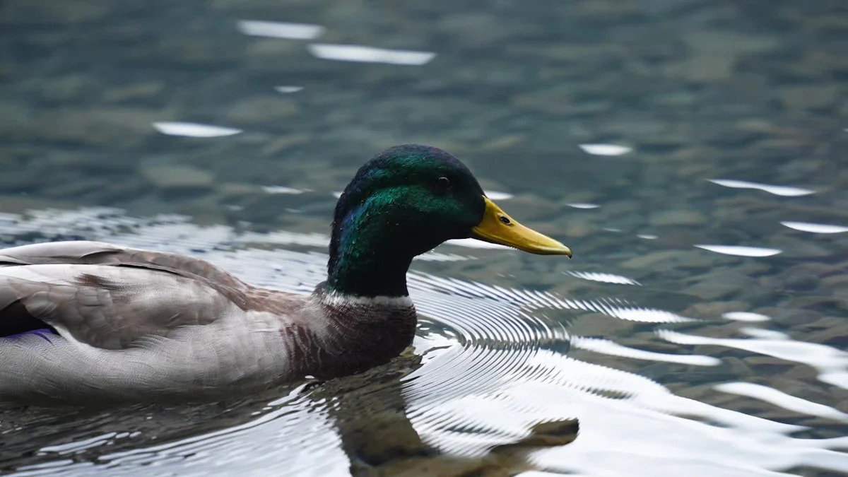 Dried Mealworms for Ducks Benefits and Feeding Tips