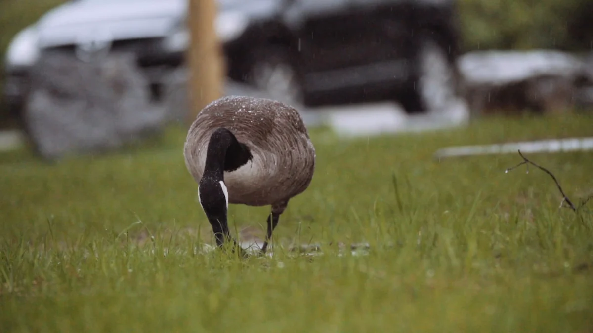 Feeding Geese Dried Mealworms Safely