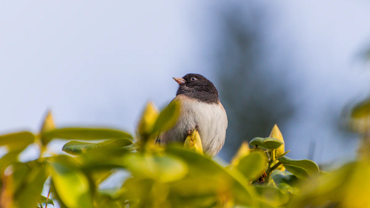 Physical Characteristics of the Dark-eyed Junco