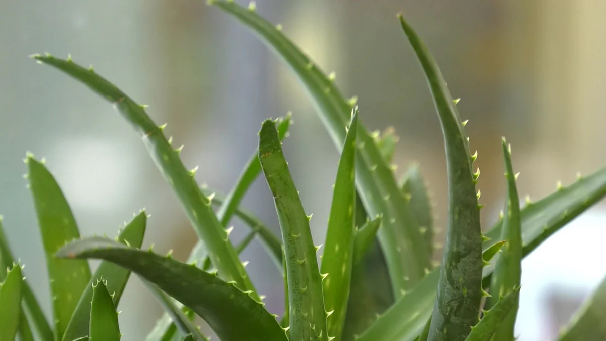 How Aloe Vera Extract Works on the Skin