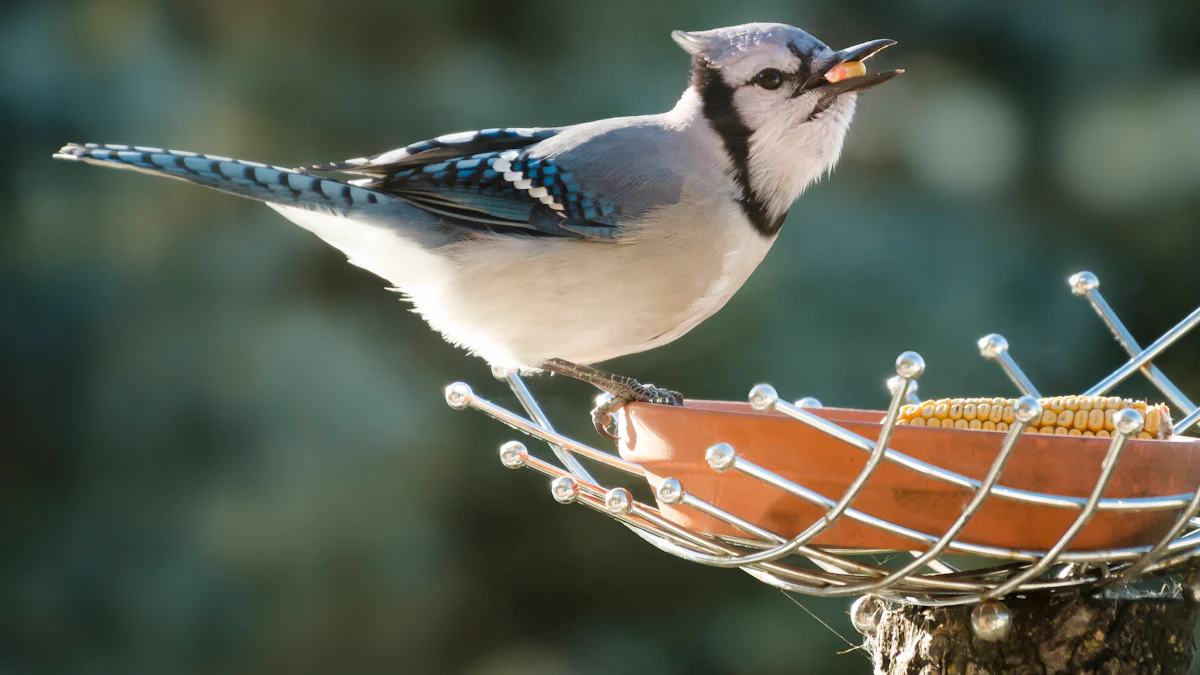 Do Blue Jays Really Eat Mealworms