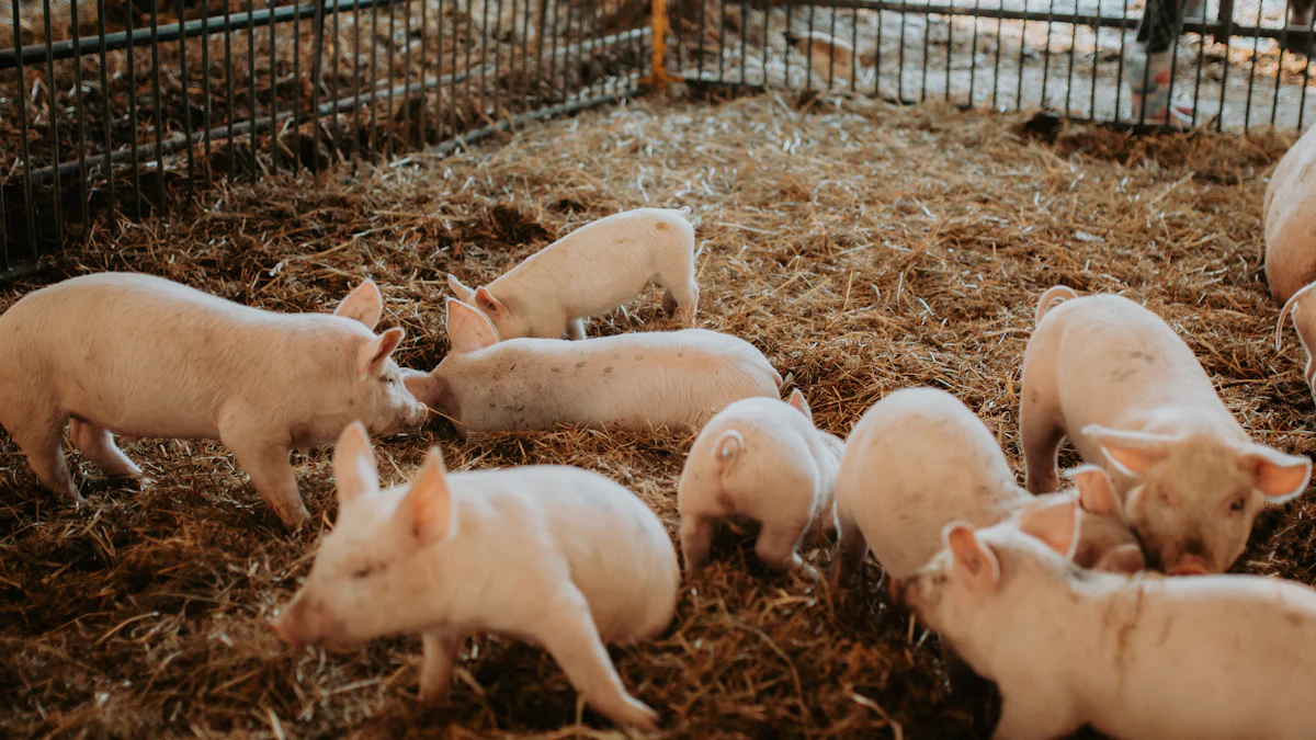 Special Considerations for Pet Pigs