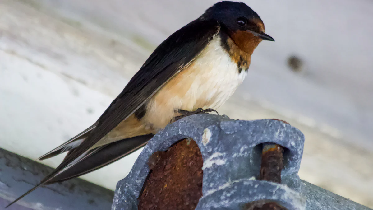 Understanding Swallows and Dried Mealworms