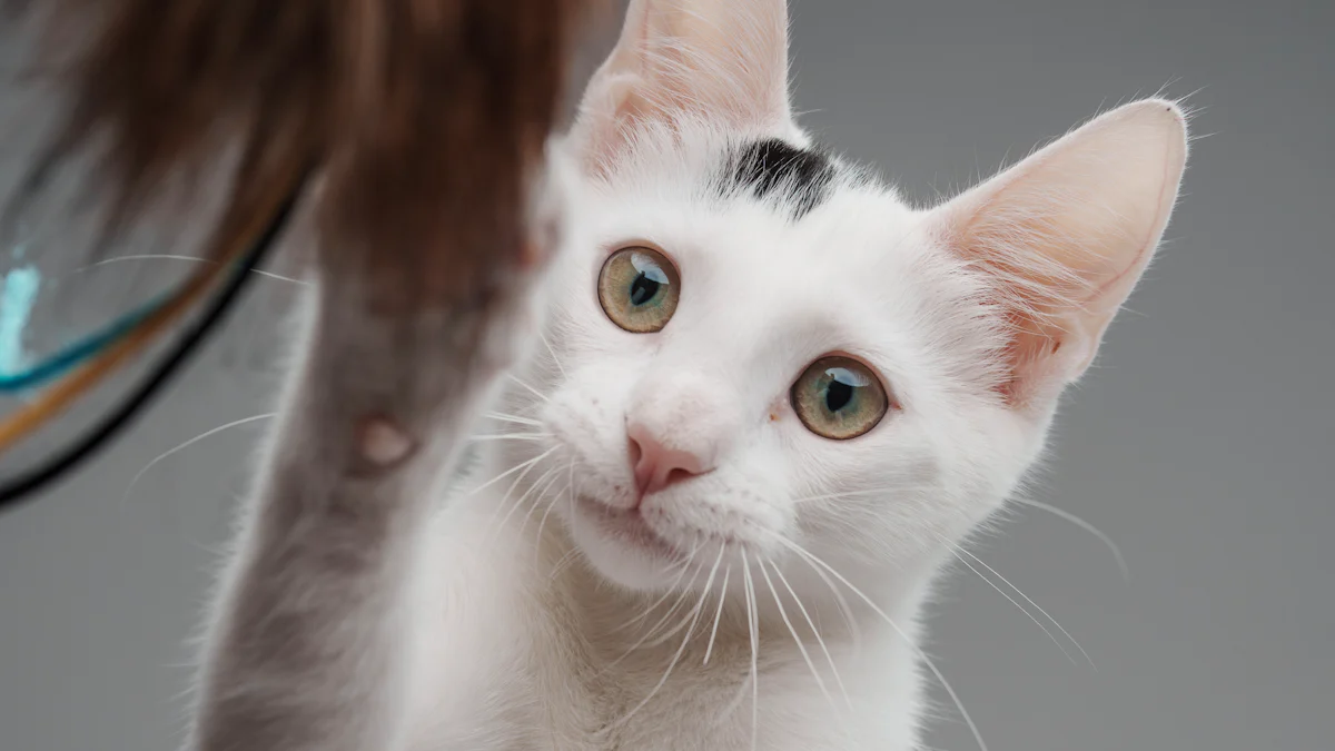 Jak zacząć ćwiczyć kocią jogę w domu